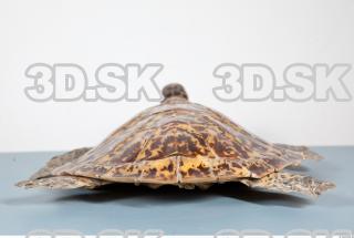 Turtle body photo reference 0080